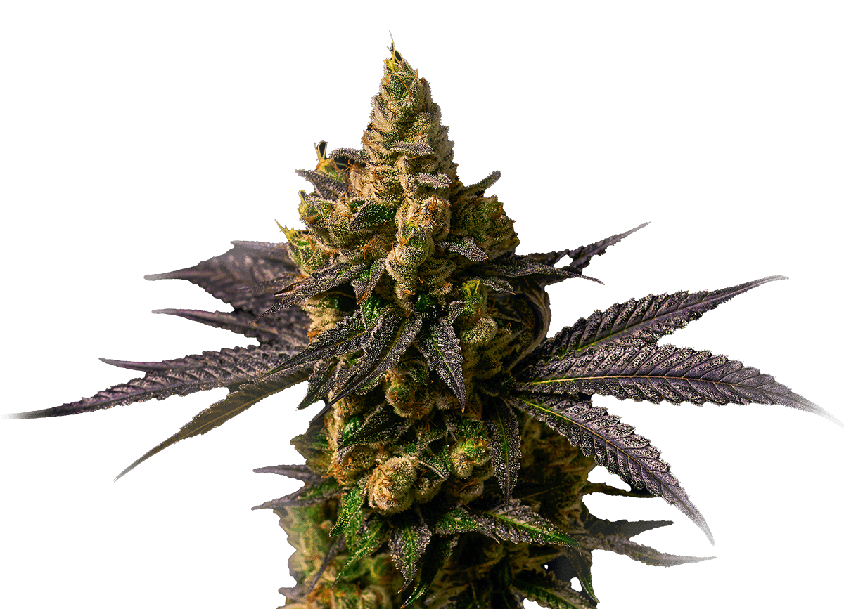 Green Room グリーンルーム Kings キングス 17g 送料無料 Green Room Cannabis
